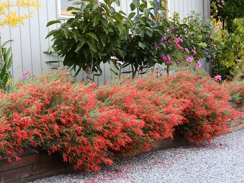 Amazing Common Native Plants in California 