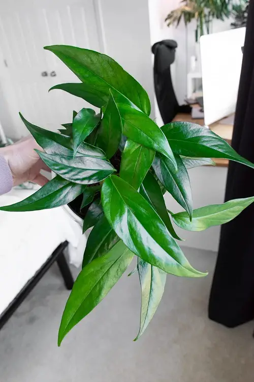 baltic blue Epipremnum Pinnatum Varieties