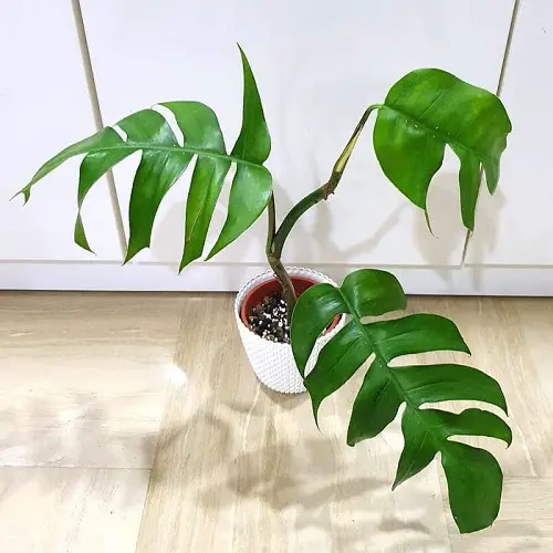 dragon's tail Epipremnum Pinnatum Variety