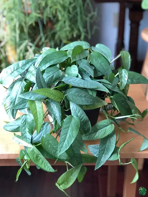 cebu blue Epipremnum Pinnatum Variety