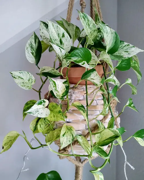 marble queen Epipremnum Pinnatum Variety