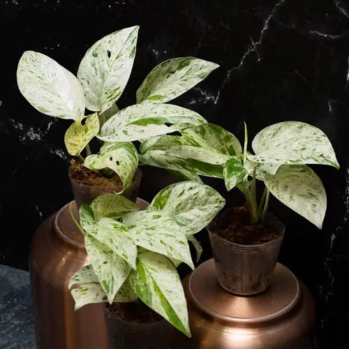Epipremnum Pinnatum Variety 4