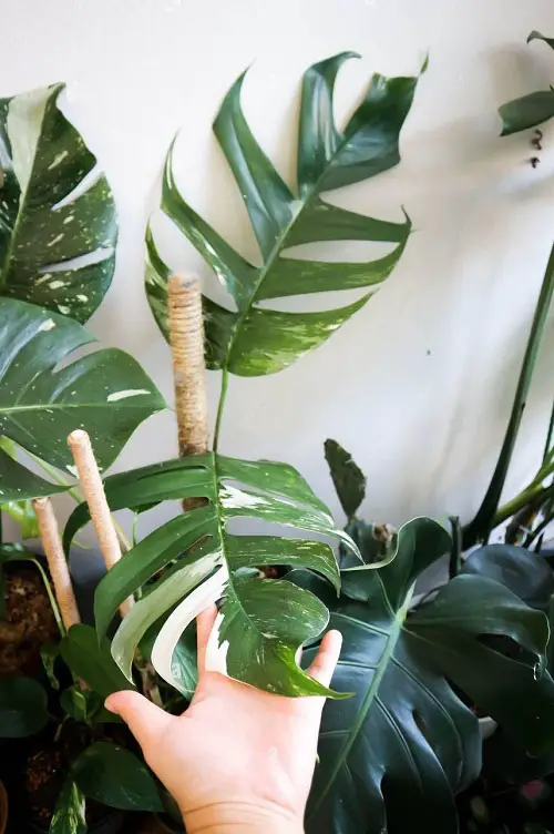 Epipremnum Pinnatum Varieties