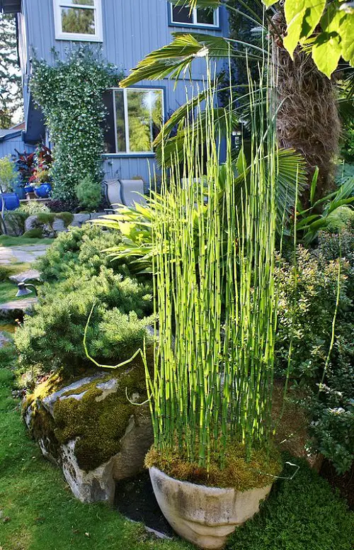 Growable Plants Beneath Large Trees4
