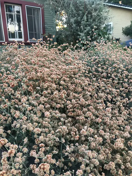 best Common California Native Plants