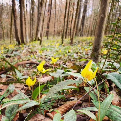 Plants That Grow Beneath Large Trees 2
