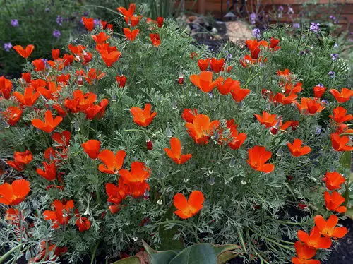 best Common California Native Plants