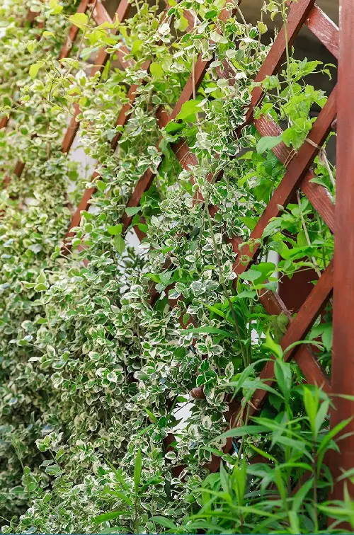 best Top Evergreen Vines for Interest Throughout the Year