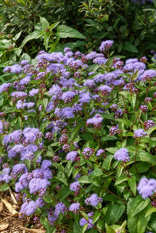 Purple Evergreens bloom