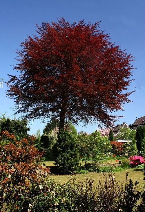 Trees With Purple Leaves
