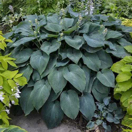 Hostas with Purple Flowers 6