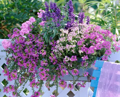 Flowers that Start with F