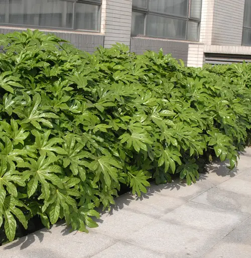 lovely Evergreen Shrubs That Require Little Maintenance

