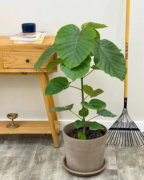 Requirements for Growing Ficus Umbellata 