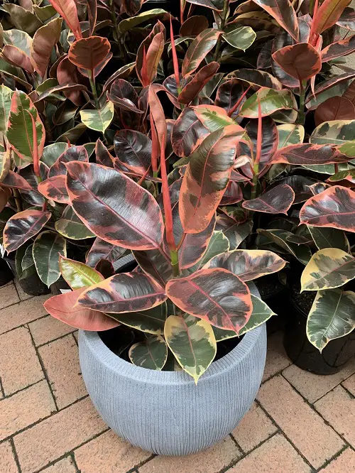 plants with green and purple leaves in pot 
