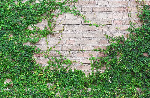 top Quick-Growing Vines for Wall or Fence Coverage