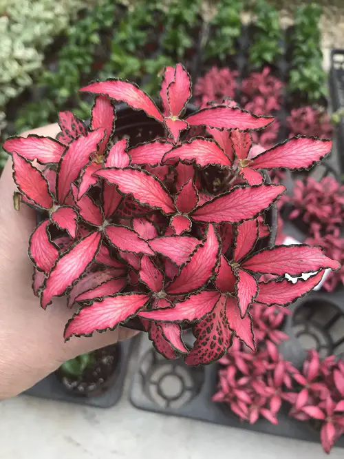 Red Veined Nerve Plant in garden 
