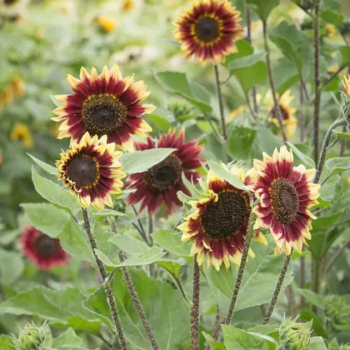 Best Sunflower Colors - Bi-Color