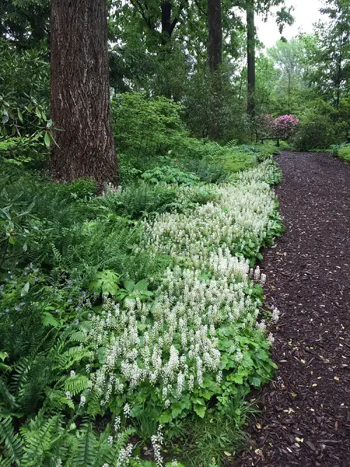 Best Grass Alternative Plants in garden 