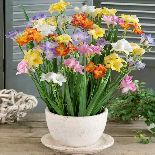 Blooms With a F 
