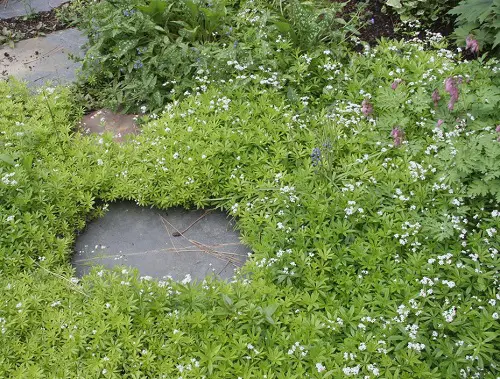 No Mow Lawn Alternative Ideas landscape