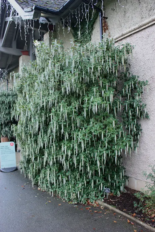 Evergreen Vines for Year-Round Interest in garden
