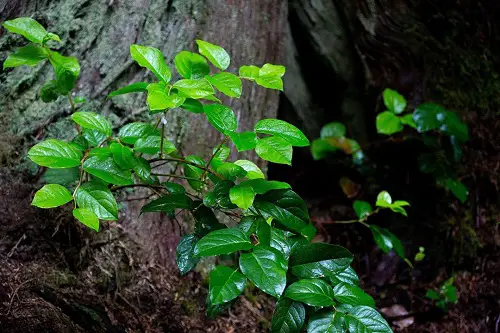 Growable Plants Beneath Large Trees