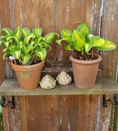 Colorful Hostas You Must Plant in Your