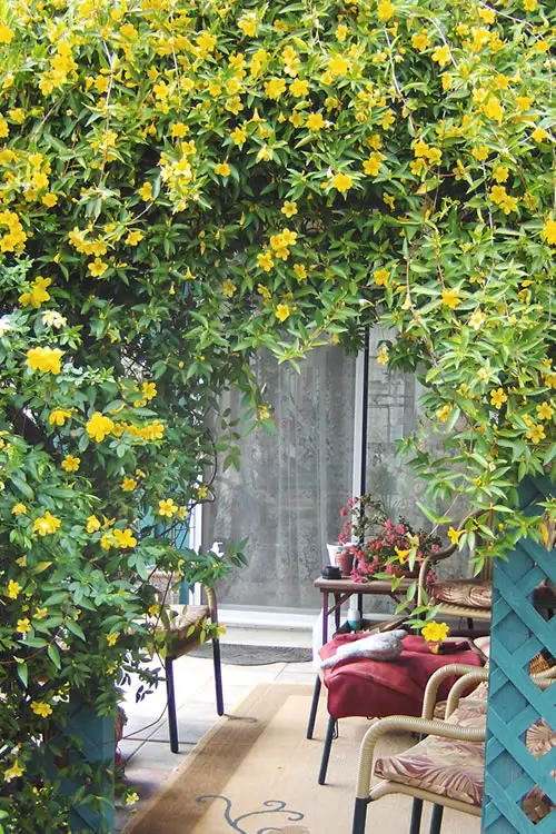 Quick-Growing Vines for Wall Coverage