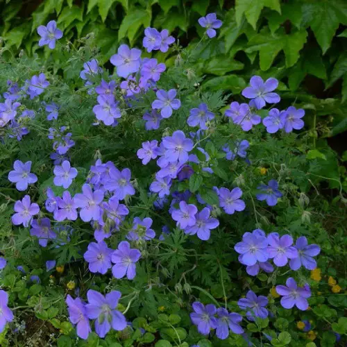 Blue Flower Names & Images in pot