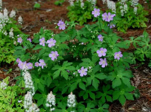 Outdoor Plants That Grow in shade