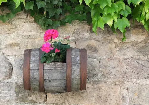 Amazing Best Flowering Plants for Barrels