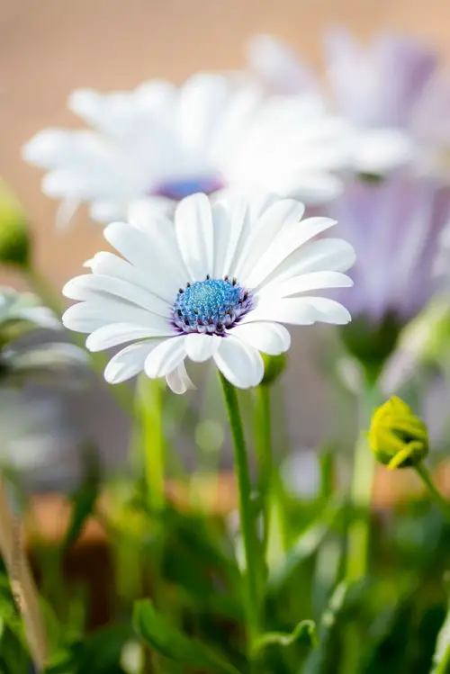 White Flowers with Purple Center in closeup