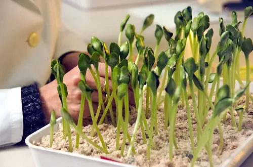  Expert Tricks to Germinate Seeds Faster