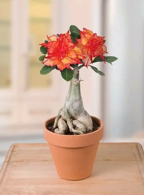 lovely Beautiful Variety Types of Desert Roses