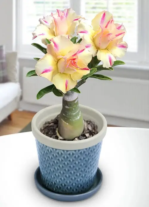 best Stunning Types of Desert Rose Varieties