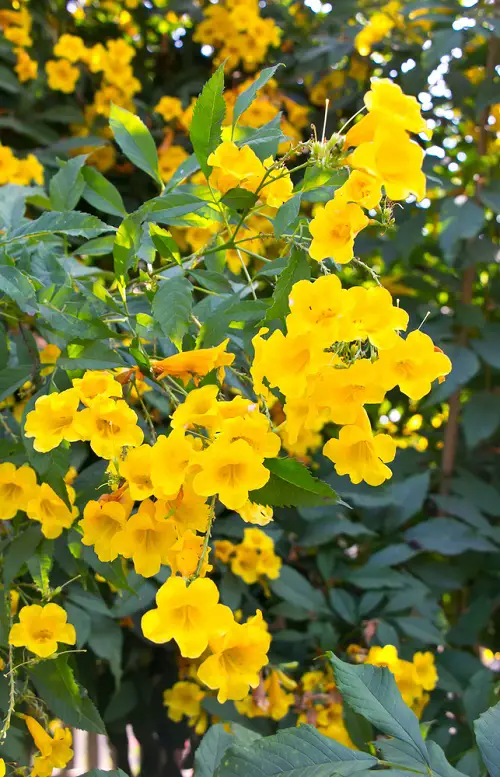 Amazing Types of Yellow Flowers for Garden