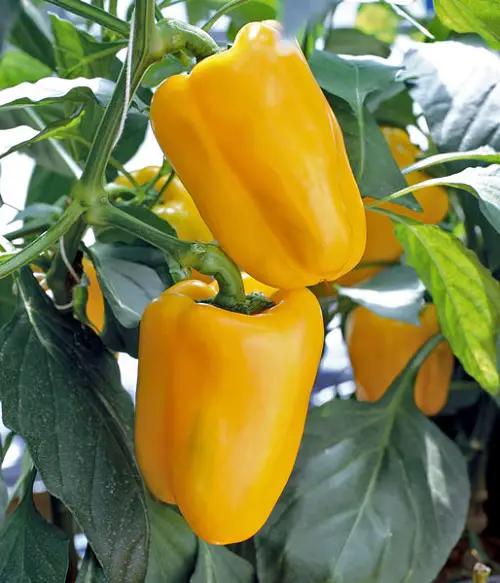 Gourmet' Sweet Pepper