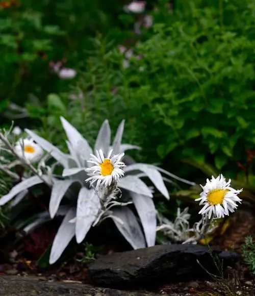 beautiful grey flower