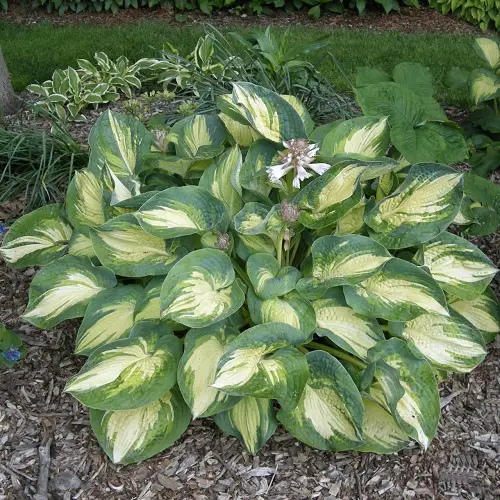 Hostas with Purple Flowers 7