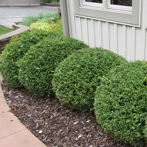 Evergreen Shrubs That Need Little Care
