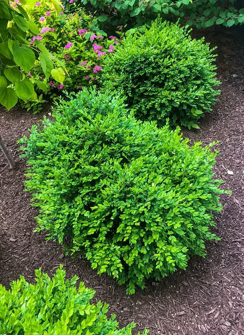 Evergreen Shrubs That Need Little Care
