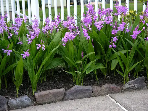Shade-Growing Perennials That Bloom throughout summer