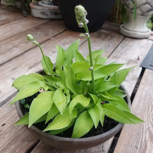 Colorful Hostas You Must Plant in Your pot