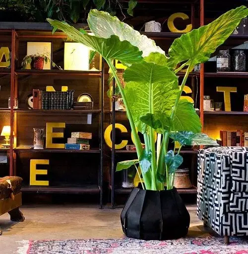 lovely Plants You Can Grow Indoors from Pups
