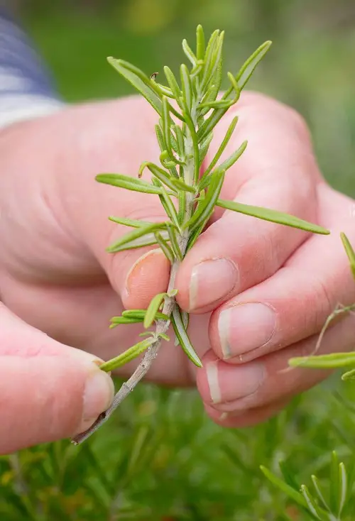 Growing Rosemary From Cuttings | How to Propagate a Rosemary Plant 3