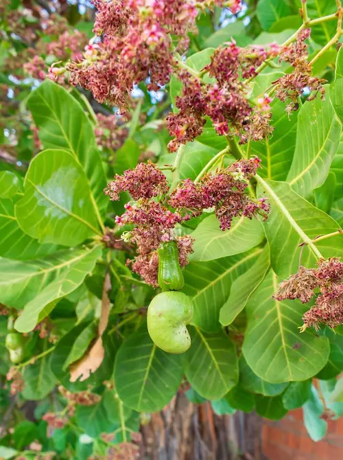 Where Do Cashews Grow 7