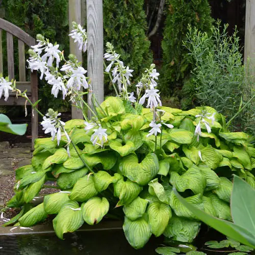 Hostas with Purple Flowers 8