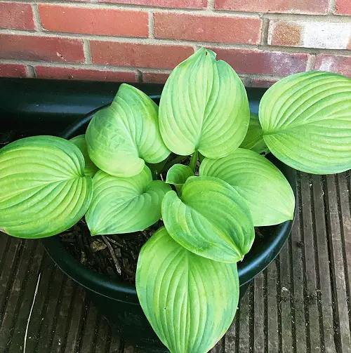 lovely Vibrant Hostas You Have to Plant in Your Yard