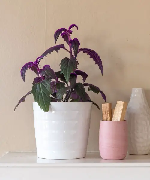 plants featuring green and purple leaves 2